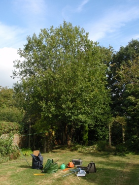 Townscape Tree surgery works